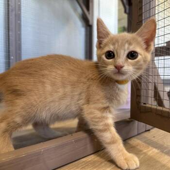 Orangina -  Domestic Short Hair Cat for Adoption in Durango, Colorado - Orangina | PetCurious