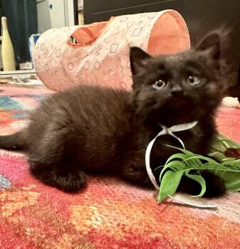 Walrus -  Domestic Short Hair Cat for Adoption in Seal Beach, California - Walrus | PetCurious