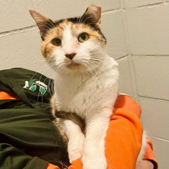 Calico Cats Available for Adoption - Miss Tampa | PetCurious