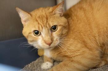 Domestic Short Hair and Tabby Cats Available for Adoption in Mountain Home, Arkansas - Garfield | PetCurious