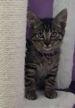 Summer Shandy * IN FOSTER * -  Domestic Short Hair Cat for Adoption in South Bend, Indiana - Summer Shandy * IN FOSTER * | PetCurious