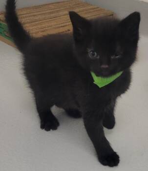 Pepperoni -  American Shorthair Cat for Adoption in New Kensington, Pennsylvania - Pepperoni | PetCurious
