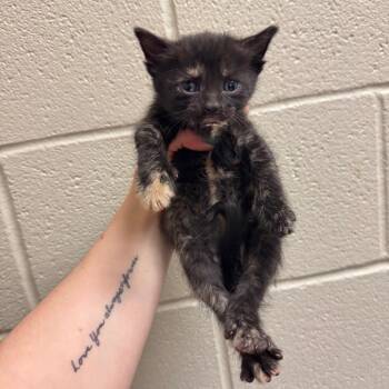 Domestic Short Hair Cats Available for Adoption in South Elgin, Illinois - Chili | PetCurious