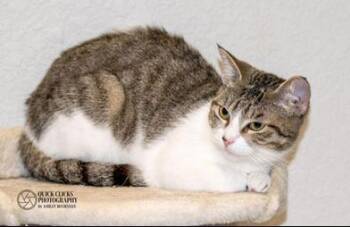 Domestic Short Hair Cats Available for Adoption in Liverpool, Texas - Tabitha | PetCurious