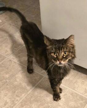 Bitsy -  Domestic Short Hair Cat for Adoption in Rockaway, New Jersey - Bitsy | PetCurious