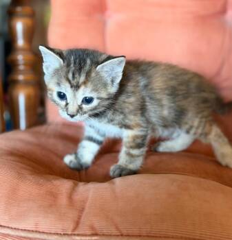 Ivy -  Domestic Short Hair Cat for Adoption in Columbia, Illinois - Ivy | PetCurious