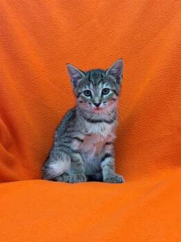 OPAL -  Domestic Short Hair Cat for Adoption in Forney, Texas - OPAL | PetCurious