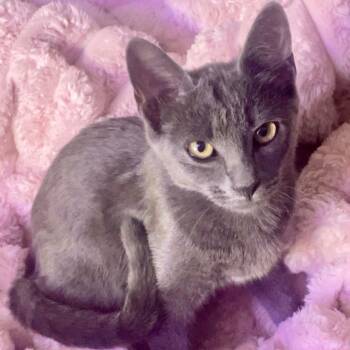 Russian Blue Cats Available for Adoption - Mavis | PetCurious