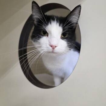 Dumpling -  Domestic Short Hair Cat for Adoption in Merced, California - Dumpling | PetCurious