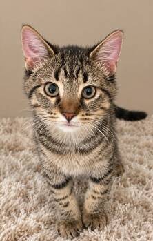 Roger -  Domestic Short Hair and Tabby Cat for Adoption in Lacon, Illinois - Roger | PetCurious
