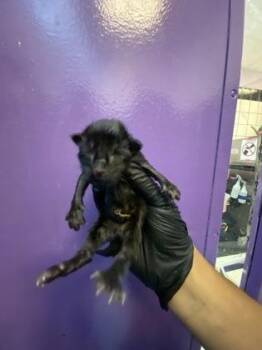 61419267 -  Domestic Short Hair Cat for Adoption in El Paso, Texas - 61419267 | PetCurious