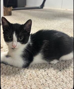 Cassie -  Domestic Short Hair Cat for Adoption in Randolph, Alabama - Cassie | PetCurious