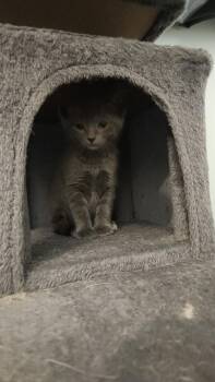 Juniper -  Domestic Short Hair Cat for Adoption in Westfield, Wisconsin - Juniper | PetCurious