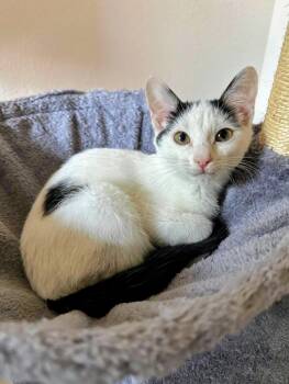 Avery - Sweet and affectionate -  Domestic Short Hair Cat for Adoption in Muskego, Wisconsin - Avery - Sweet And Affectionate | PetCurious