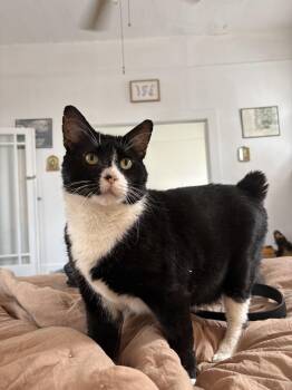 Mushu -  Domestic Short Hair Cat for Adoption in Chickasaw, Alabama - Mushu | PetCurious