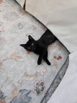 Casey -  Domestic Short Hair Cat for Adoption in The Woodlands, Texas - Casey | PetCurious