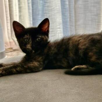 Juliet 2338 -  Domestic Short Hair Cat for Adoption in Kansas City, Missouri - Juliet 2338 | PetCurious