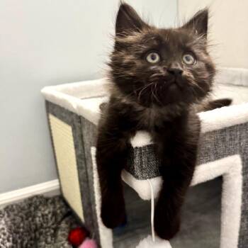 Brie -  Maine Coon and Domestic Long Hair Cat for Adoption in Carmel, Indiana - Brie | PetCurious