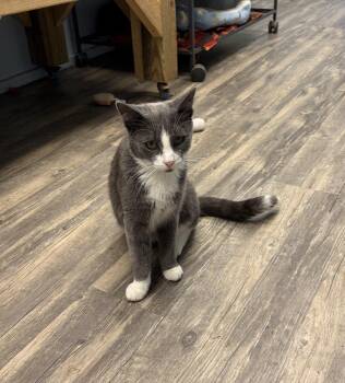 Major Tom -  Domestic Short Hair Cat for Adoption in Cortland, New York - Major Tom | PetCurious