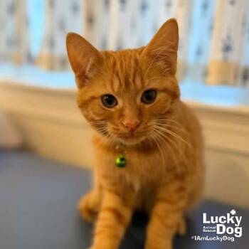 Little Grasshopper -  Domestic Short Hair Cat for Adoption in Washington, District Of Columbia - Little Grasshopper | PetCurious