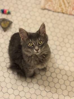 Jalapeño Hannah -  Domestic Long Hair Cat for Adoption in Pittsburgh, Pennsylvania - Jalapeño Hannah | PetCurious