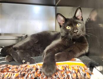 Arlo -  Domestic Short Hair Cat for Adoption in Clayton, New Jersey - Arlo | PetCurious