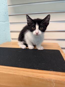 Sirius -  Domestic Short Hair Cat for Adoption in Cape Coral, Florida - Sirius | PetCurious