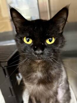 Rescue Domestic Short Hair Cats for Adoption in Wichita, Kansas - Willow | PetCurious