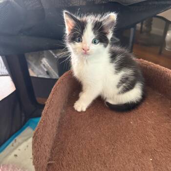 Domestic Short Hair Cats Available for Adoption in Silver Spring, Maryland - Moo (Available 5/21) | PetCurious