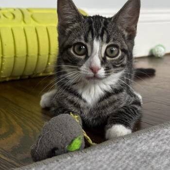 Keke -  Domestic Short Hair Cat for Adoption - Keke | PetCurious