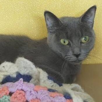 Smokey -  Domestic Short Hair Cat for Adoption in Fairfax Station, Virginia - Smokey | PetCurious