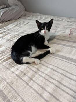 Pistachio Cannoli -  Domestic Short Hair Cat for Adoption in North Brunswick Township, New Jersey - Pistachio Cannoli | PetCurious