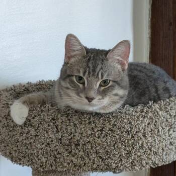 Domestic Short Hair Cats Available for Adoption - Harrison  | PetCurious