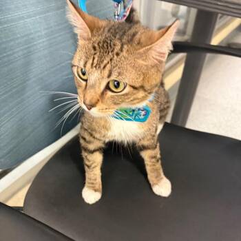 Domestic Short Hair Cats Available for Adoption in Memphis, Tennessee - Christian | PetCurious