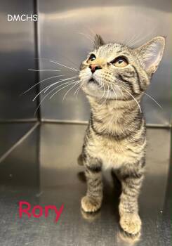 Rory -  Domestic Short Hair Cat for Adoption in Burlington, Iowa - Rory | PetCurious