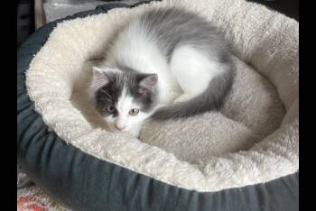 Rescue Domestic Medium Hair Cats for Adoption in Sainte-angèle-de-monnoir, Quebec - Paisley (FA/FF) | PetCurious