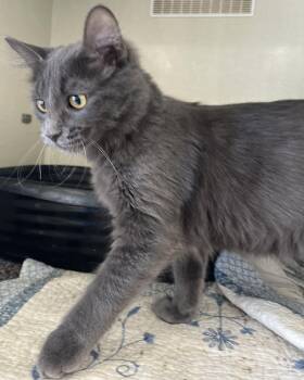 Domestic Medium Hair Cats Available for Adoption - Dusty | PetCurious