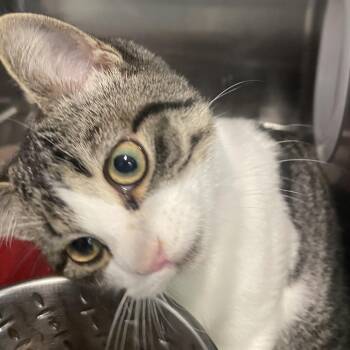 Boba -  Domestic Short Hair Cat for Adoption in Lakeland, Florida - Boba | PetCurious
