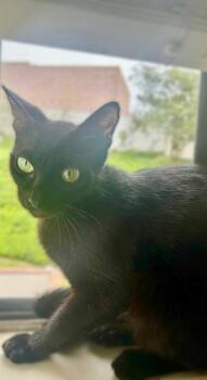 Nora -  Domestic Short Hair Cat Available for Adoption - Nora | PetCurious
