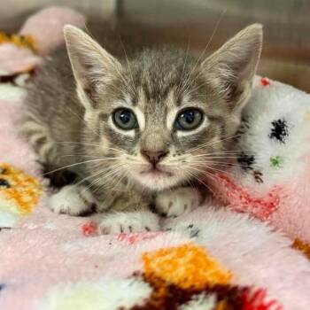 Goop Salad -  Domestic Short Hair Cat for Adoption in Austin, Texas - Goop Salad | PetCurious