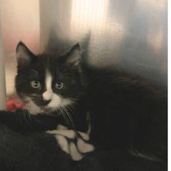 Fountain -  Domestic Medium Hair Cat for Adoption in Walnut Creek, California - Fountain | PetCurious
