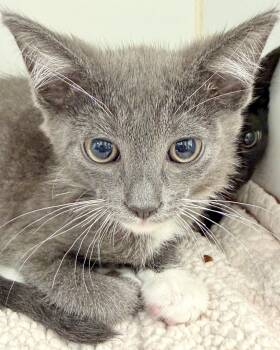 Miles -  Domestic Short Hair Cat Available for Adoption in Oakland, California - Miles | PetCurious