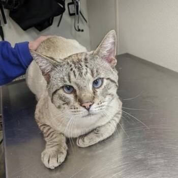 Domestic Short Hair Cats Available for Adoption in Worcester, Massachusetts - Noah | PetCurious