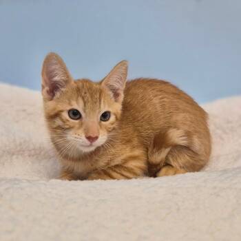 Poe -  Domestic Short Hair Cat for Adoption in Wahiawa, Hawaii - Poe | PetCurious