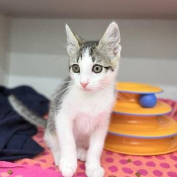 Cronut -  Domestic Short Hair Cat for Adoption in Atlanta, Georgia - Cronut | PetCurious