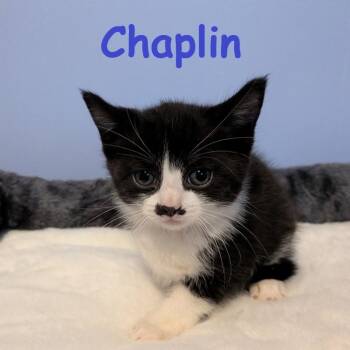 Domestic Short Hair Cats Available for Adoption in New Bern, North Carolina - CHAPLIN Kitten (m) | PetCurious
