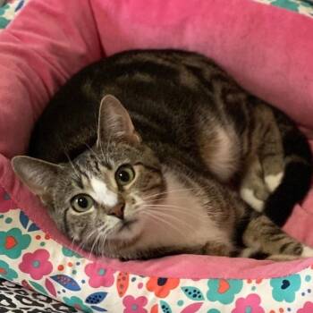 Squiggy -  Domestic Short Hair Cat for Adoption in Goshen, Indiana - Squiggy | PetCurious