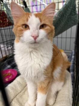Madeline 2 -  Domestic Short Hair Cat for Adoption in Rice Lake, Wisconsin - Madeline 2 | PetCurious