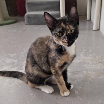 Galaxy -  Domestic Short Hair Cat for Adoption in Laredo, Texas - Galaxy | PetCurious