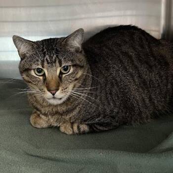 Frog -  Domestic Short Hair Cat for Adoption in Redwood City, California - Frog | PetCurious